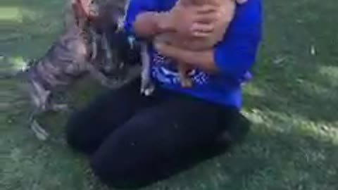 Cute puppies loving his owner!amazing