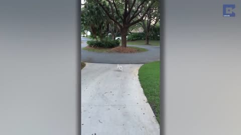 Adorable Puppy Struggles To Carry the Newspaper