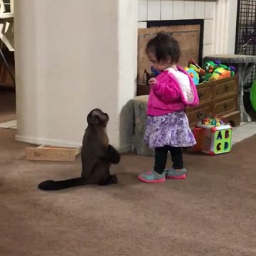 Mono capuchino suplica el abrazo de una niña