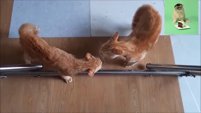 Tow Cates Fighting