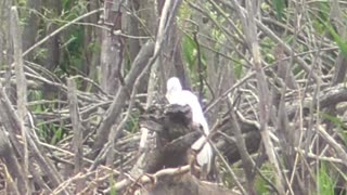 66 Toussaint Wildlife - Oak Harbor Ohio - Egret Cleaning For Date