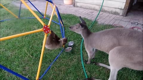 The Funniest Compilation of Baby Sloths Being Sloths