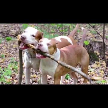 People enjoying while abandoned kitten cries for his mom | Saddest Kitten You've Ever Seen