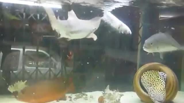 📹 Shark feeding By Nut Aquarium หาดใหญ่ → 👤 #Nattawut_Chotsuwan