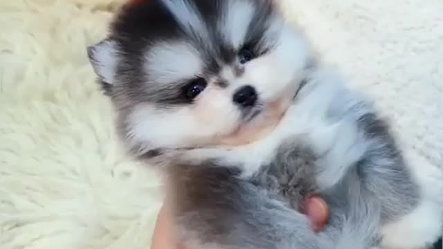 Is This The World's Tiniest Teacup Husky Puppy?