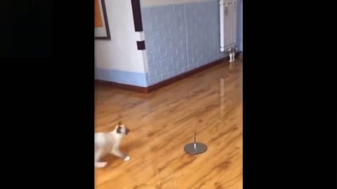 Cat play with a ball