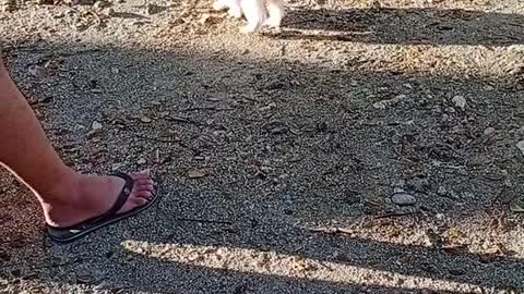 A Puppy wants to play