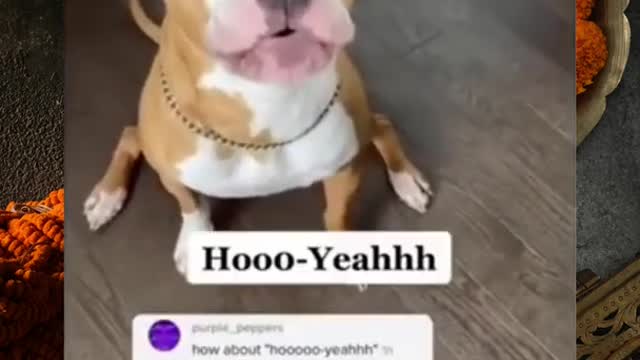 Dogs Funny Talking