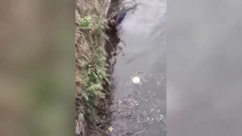 Funny Animal Videos World!!!