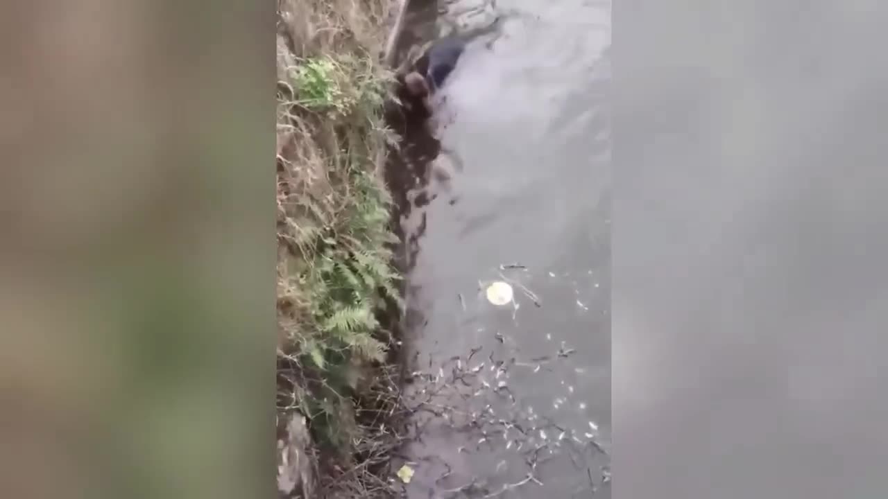 Funny Animal Videos World!!!