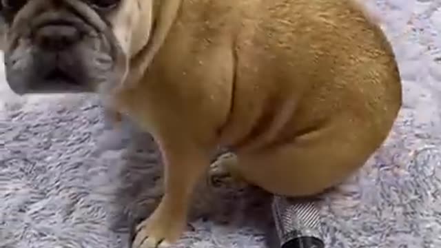 Best funny animals video 2022-😂