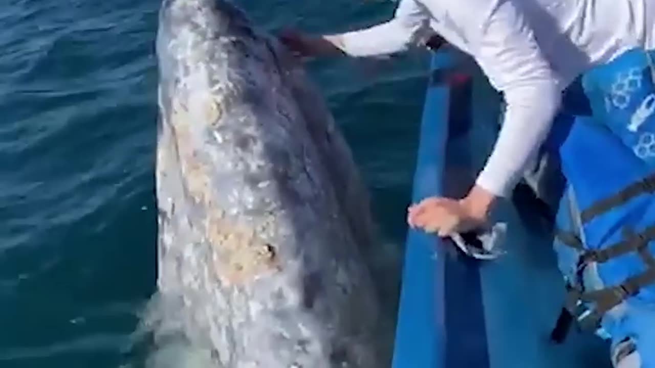 Tourists kiss😙friendly whale