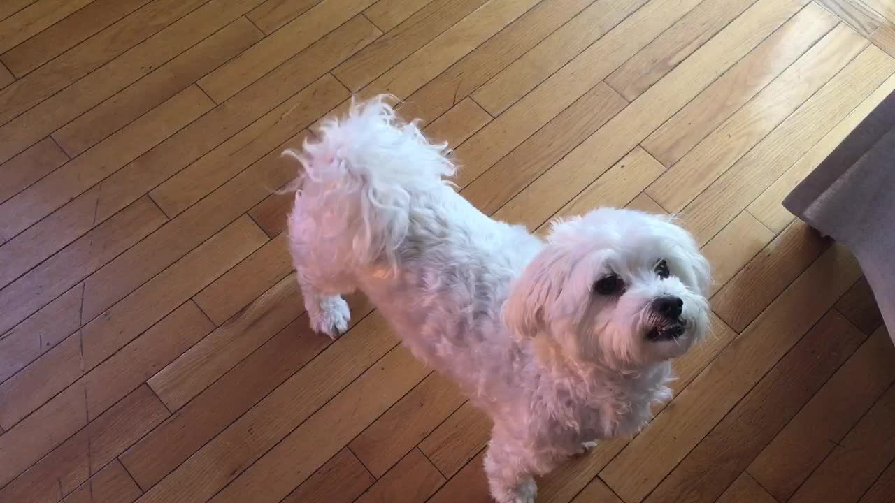 Maltese begging for food in a cute way !