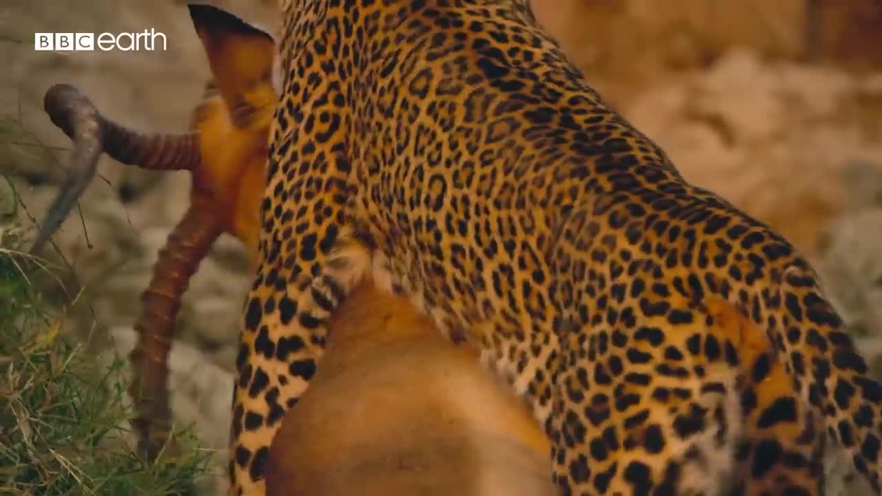 Leopard vs Impala vs Hyena