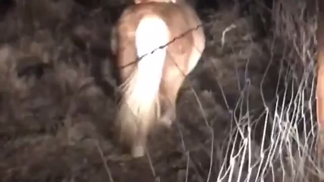 Neighbor's Corgi was sneaking onto her property at night and riding her pony.