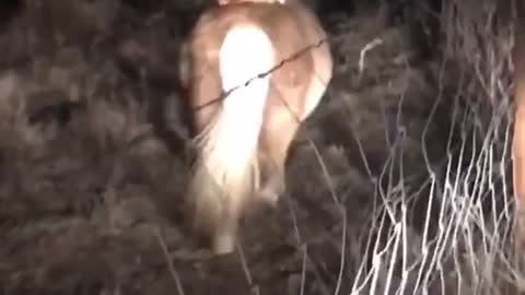 Neighbor's Corgi was sneaking onto her property at night and riding her pony.