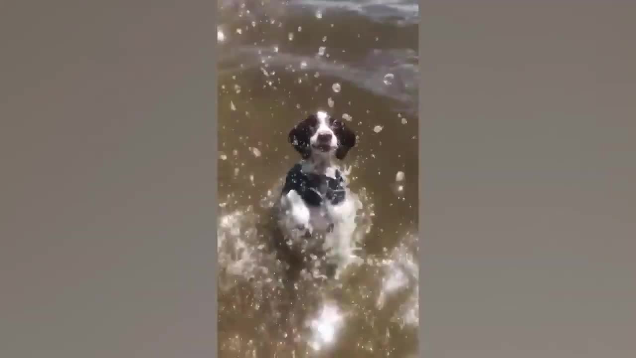 River full of alligator, and the dog playing