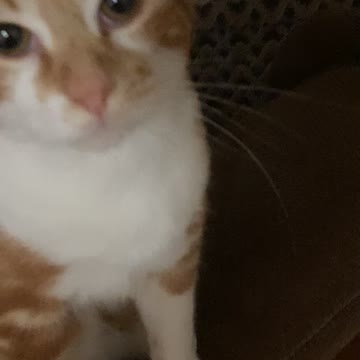 Cosmo progressively becoming more stressed that I am recording him