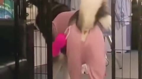 Dog wearing girl's suit and waddling