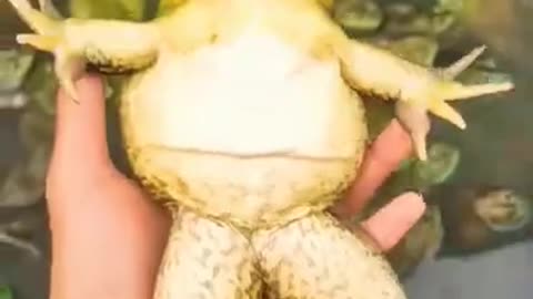 New short video #shorts