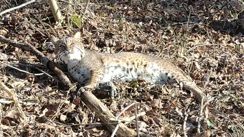 TRAPPED BOBCAT