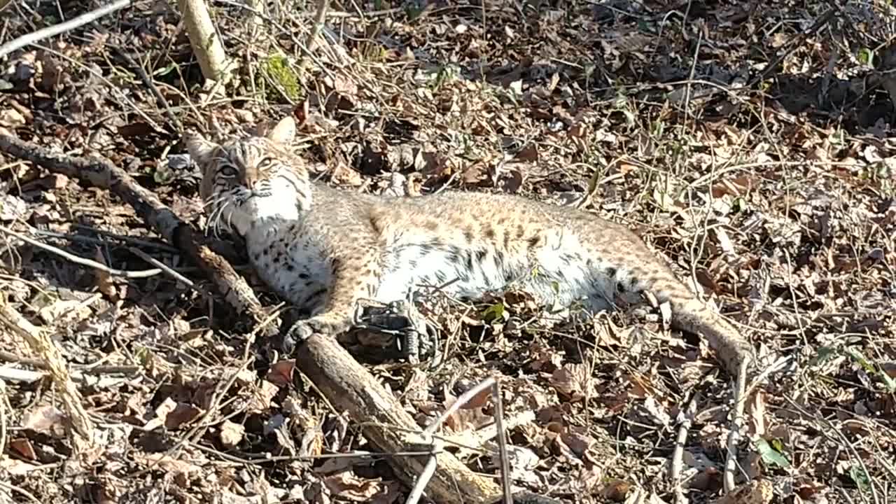 TRAPPED BOBCAT