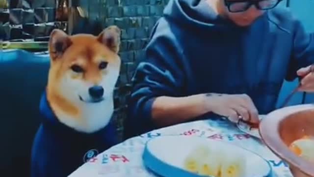 Funny dog videos,Funny dogs compilation πΆπΆππ #90