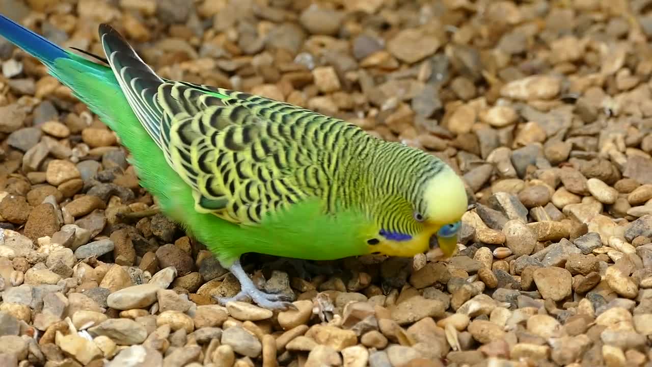 beautiful bird