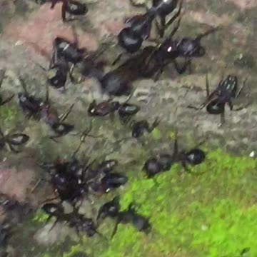 A Huge Amount Of Small Insects Living In A Small Hole