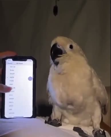 Parrot professional dancer on smartphone tune