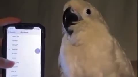Parrot professional dancer on smartphone tune