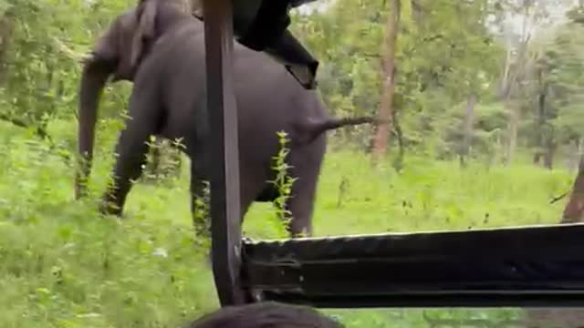 Elephant chase tourist in South India