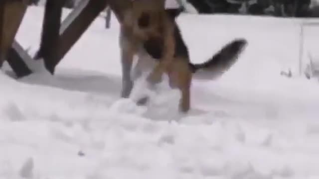 DOG MAKING A SNOWBALL
