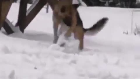 DOG MAKING A SNOWBALL