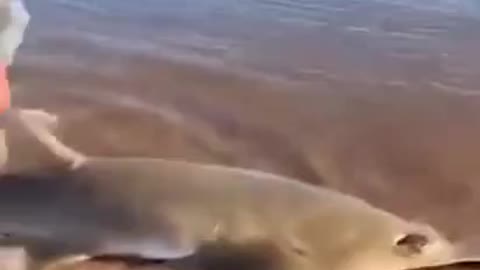 Guy Saves A Beached Sawfish!