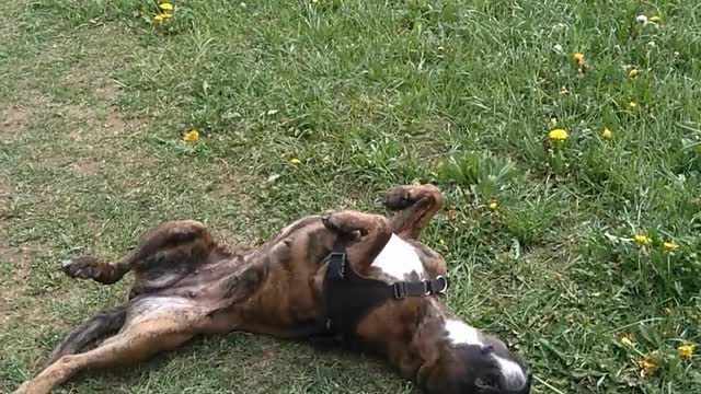 dog and weather