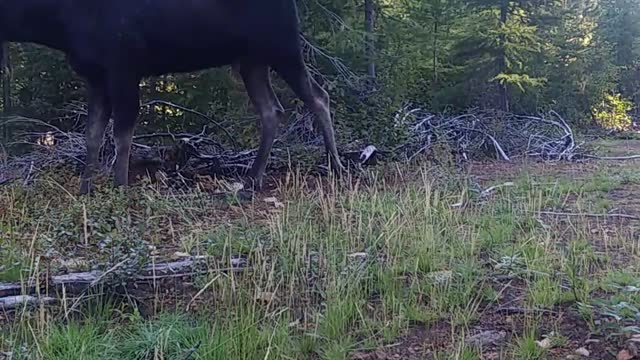 Bull Moose Mosies By in Montana