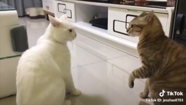 Cats talking !! these cats can speak English better than humans