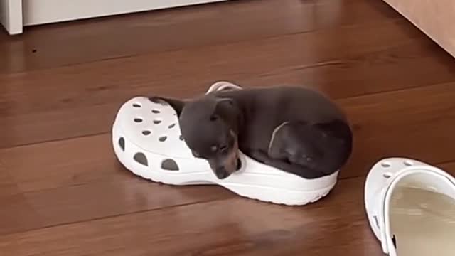 Cutest Puppy loves crocs