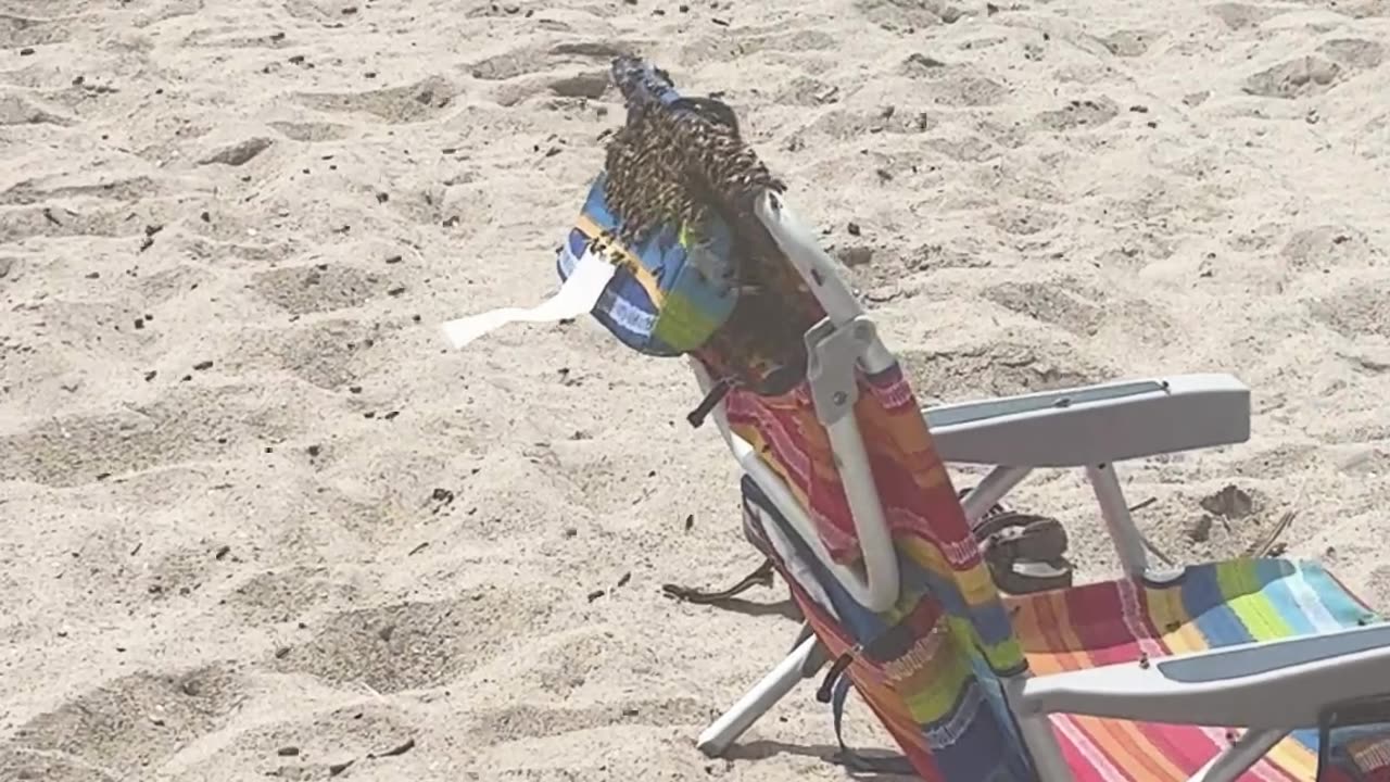 Bee Colony Relocates to Beachgoer's Chair