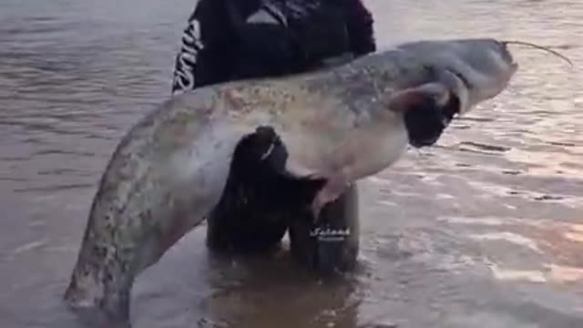 Amazing fishing.Short #12