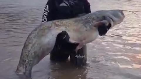 Amazing fishing.Short #12