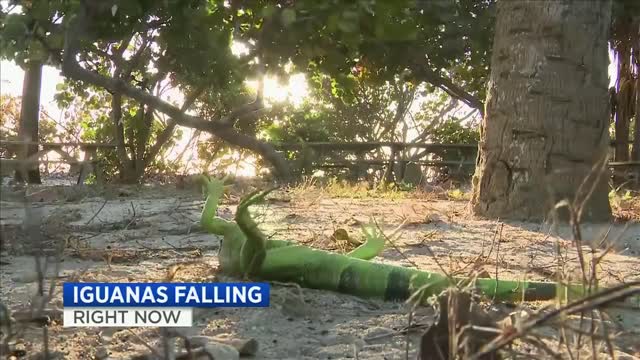 Lizards Falling from their Trees!