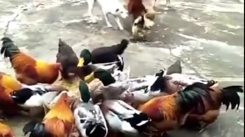 AMAZING Funny Dog Fight Videos Chicken VS Dog Fight