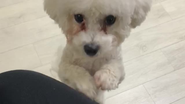 bichon scratches me!