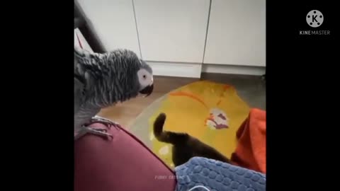 cat funny training