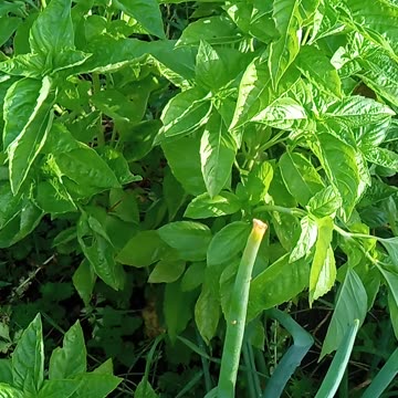 Basil galore