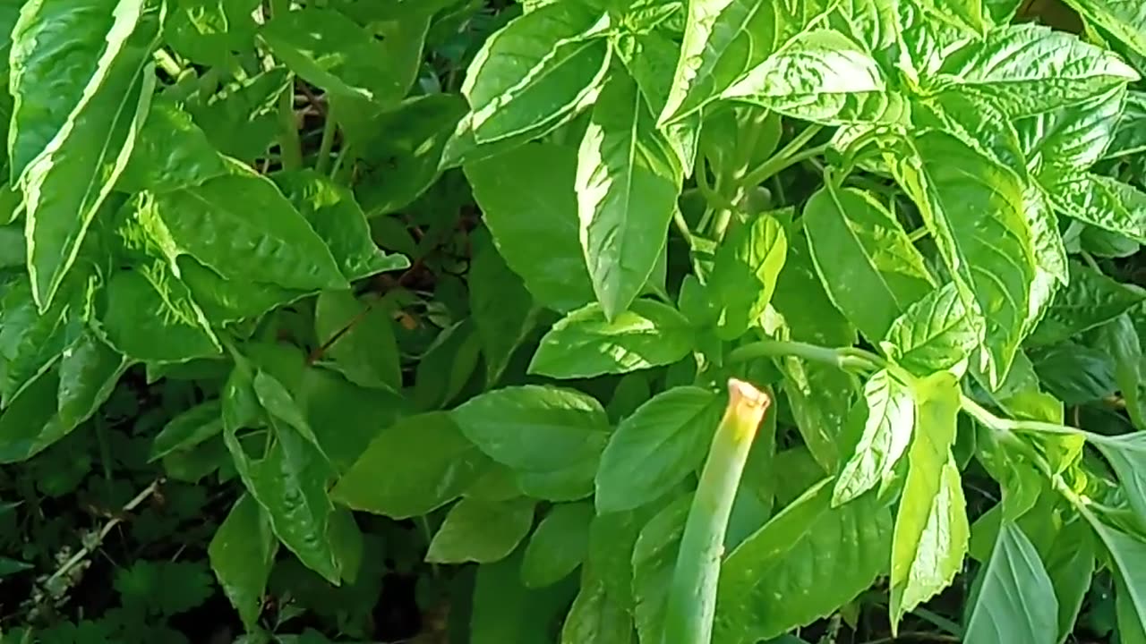 Basil galore