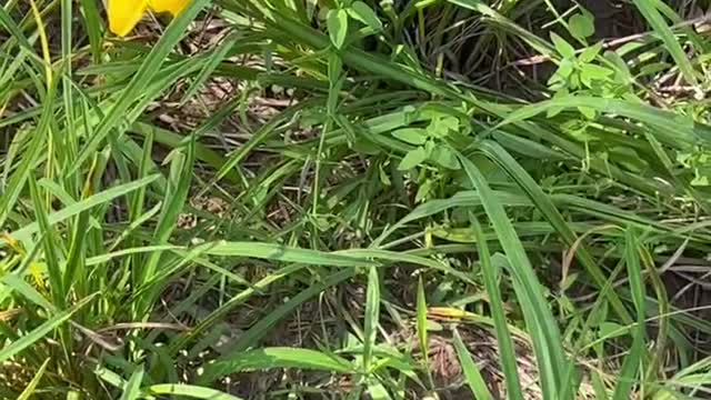 Small yellow flowers on the grass