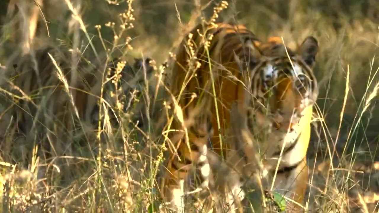 Epic Showdown: Sloth Bear Dominates Tiger in Wild Rumble!